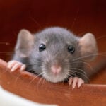 World Rat Day