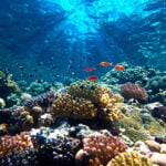 World Aquatic Animal Day