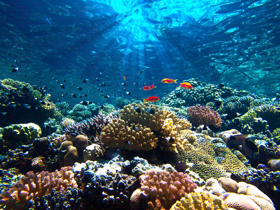 Underwater marine life for World Aquatic Animal Day