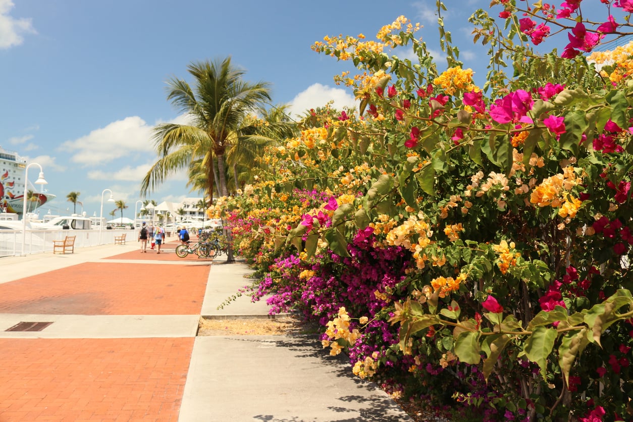 Florida coastline and tropical flowers for Pascua Florida Day