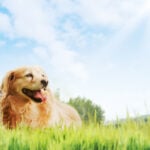 Dog Appreciation Month