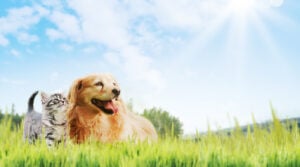 National Dog Month