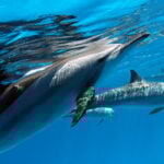 National Dolphin Day