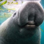 Manatee Awareness Month