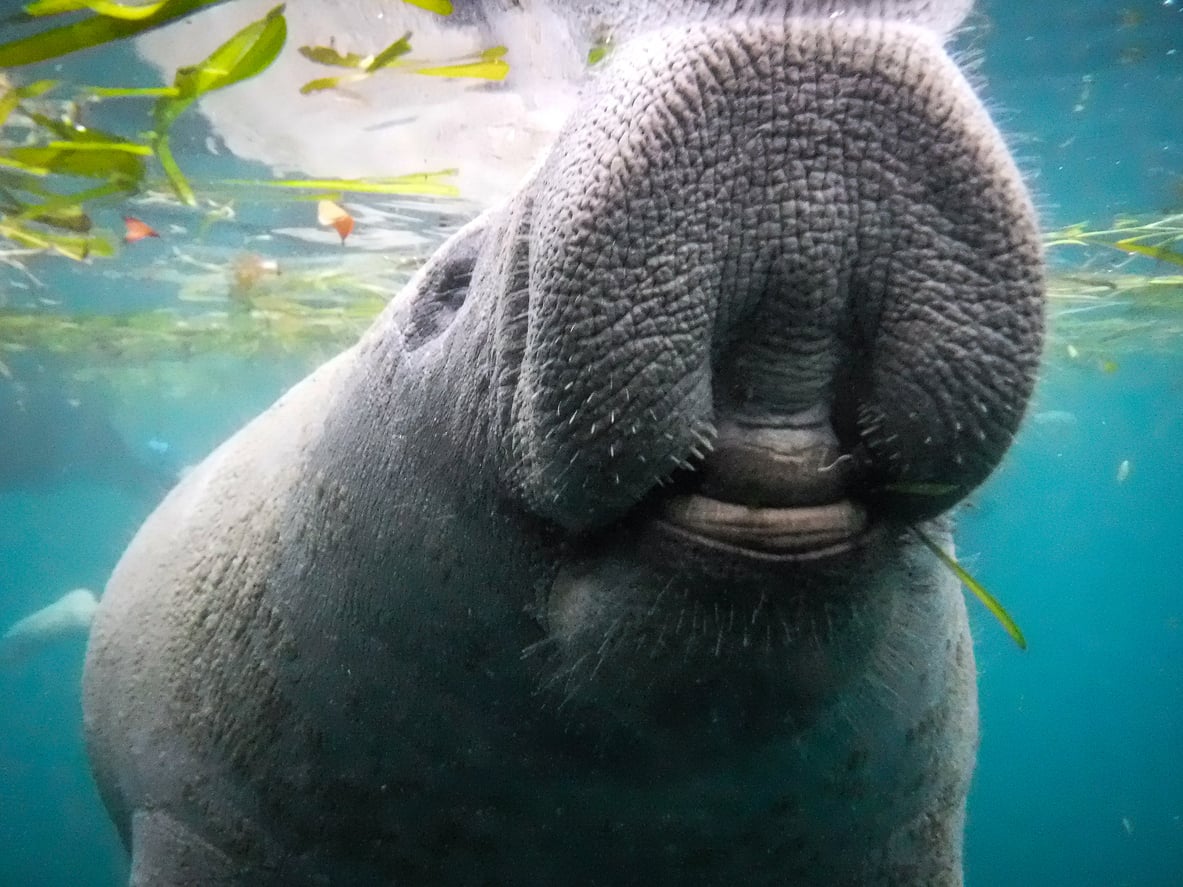 Manatee swimming underwater for Manatee Awareness Month