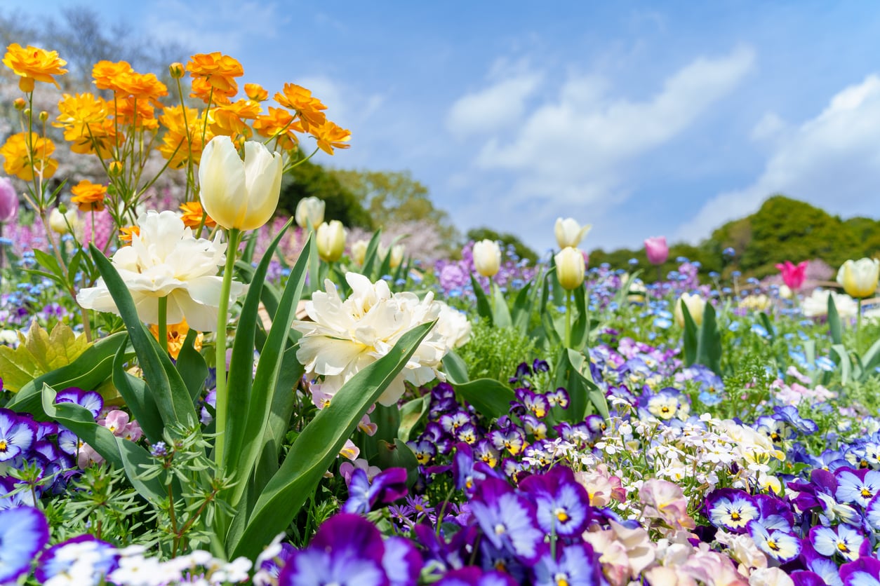 Beautiful spring garden for National Garden Month