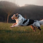 Canine Fitness Month