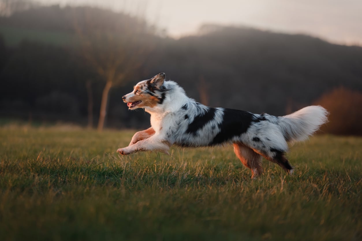Dog exercising for Canine Fitness Month