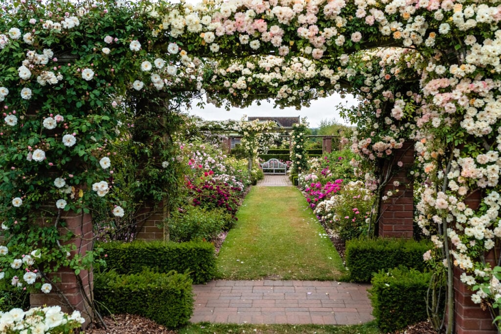 Rose Awareness Week