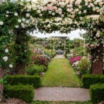 Rose Awareness Week