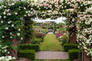 Rose Awareness Week
