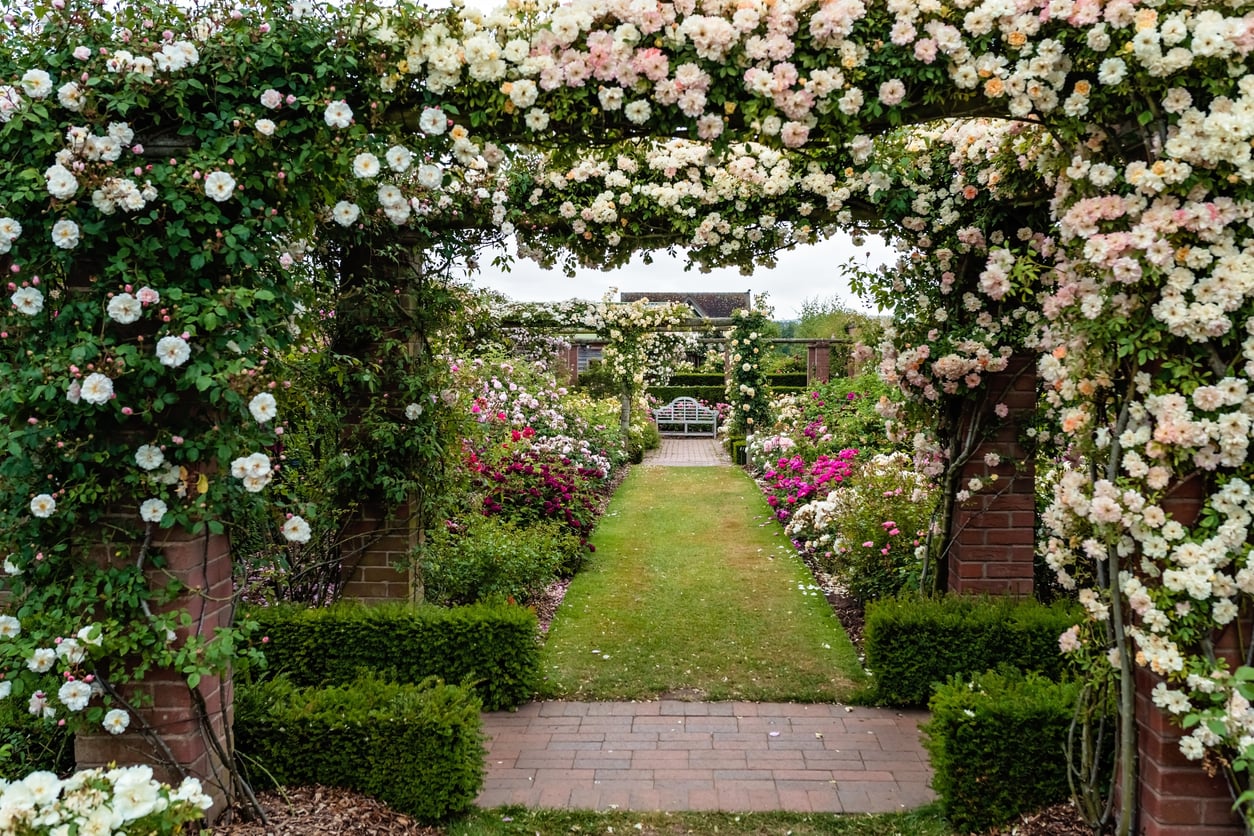 English garden roses for Rose Awareness Week