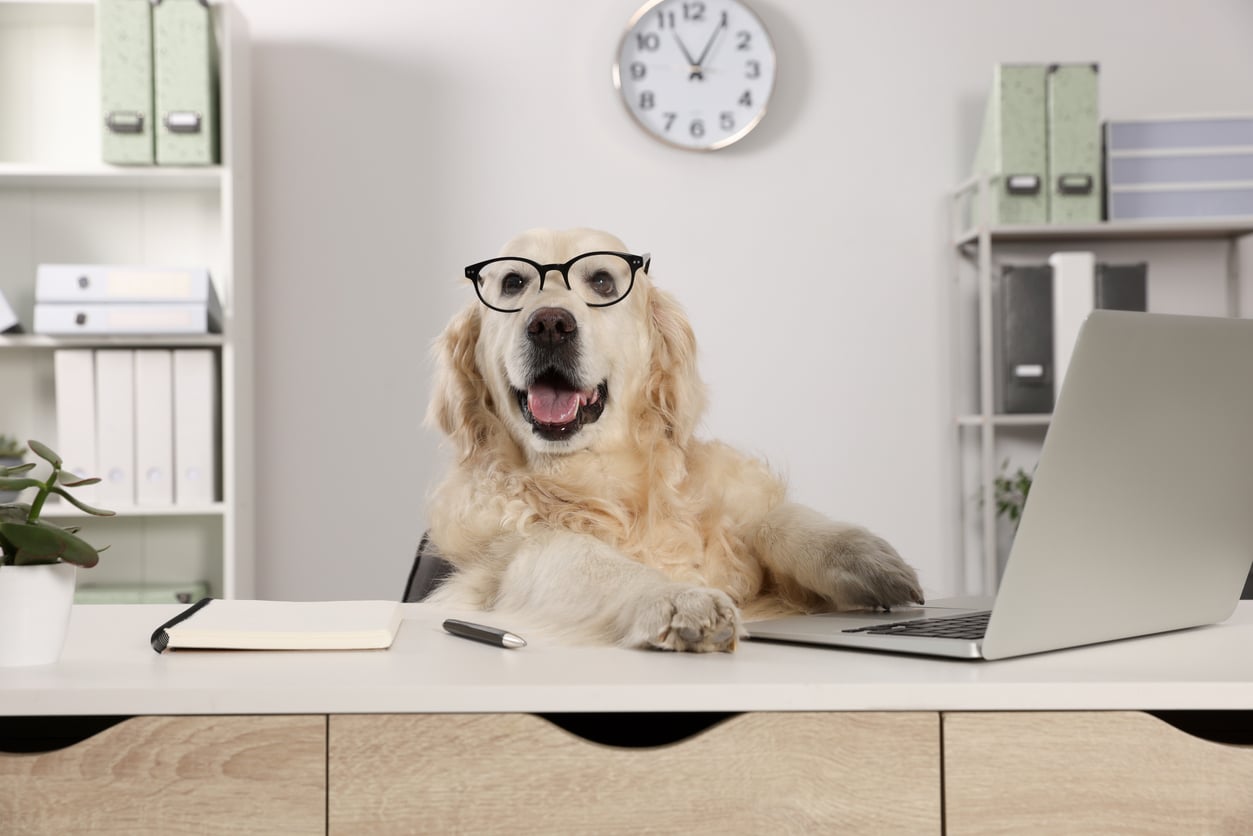 Dog at the office for Bring Your Dog to Work Day