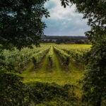 English Wine Week