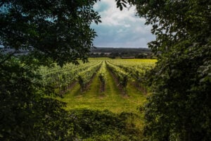 English Wine Week