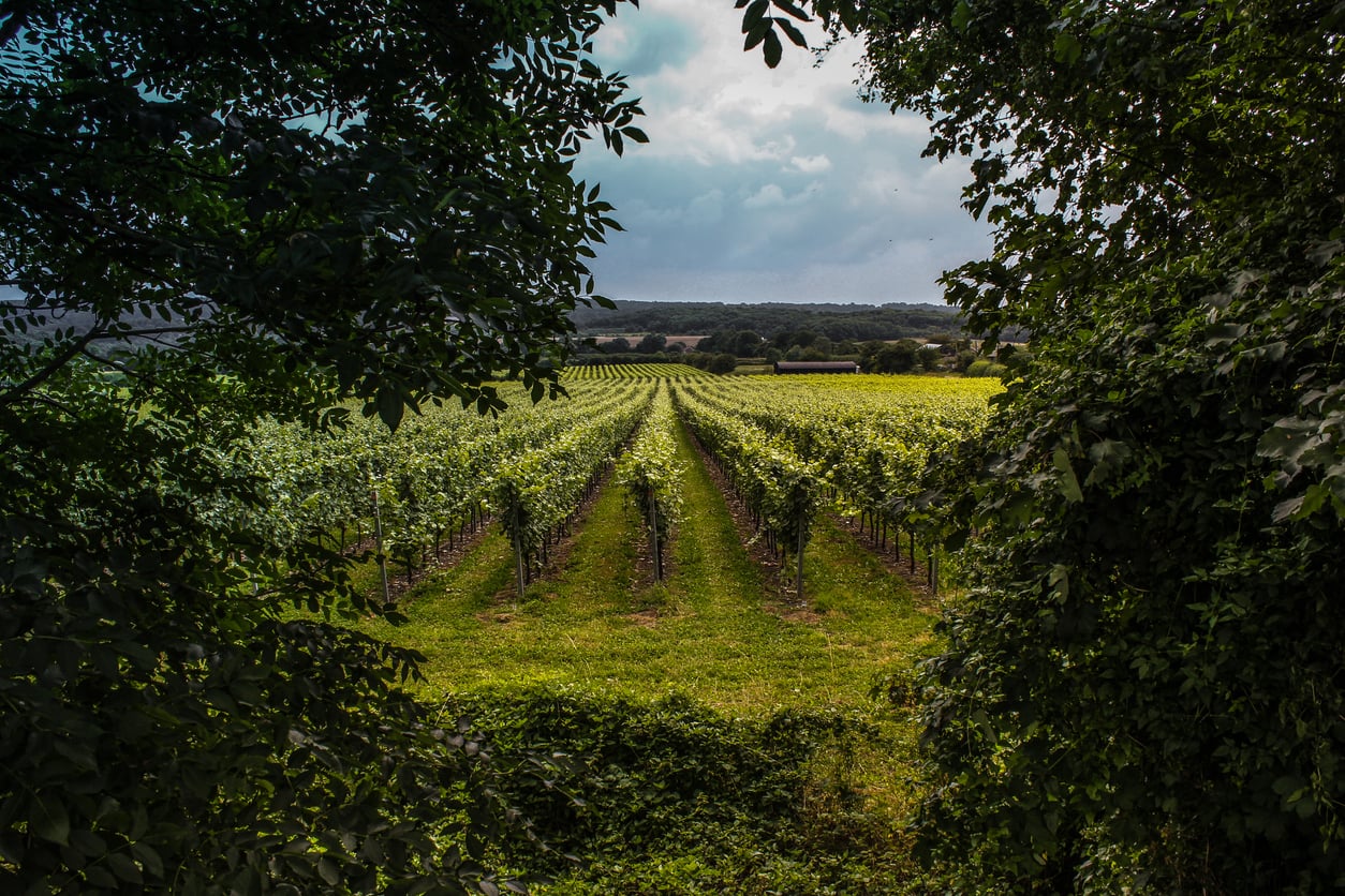 English vineyard for English Wine Week