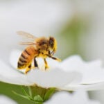 National Honey Bee Day