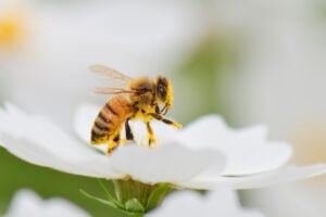 National Honey Bee Day