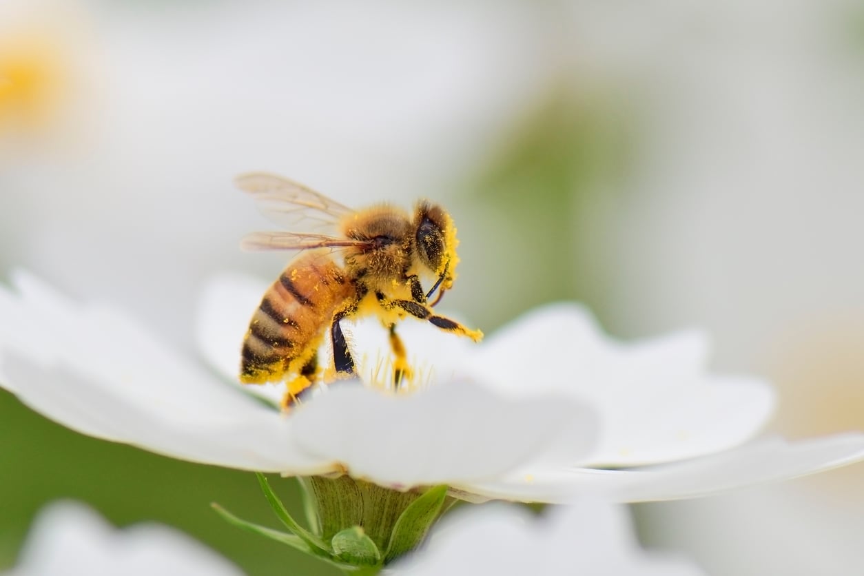 Honey bee on a flower for National Honey Bee Day
