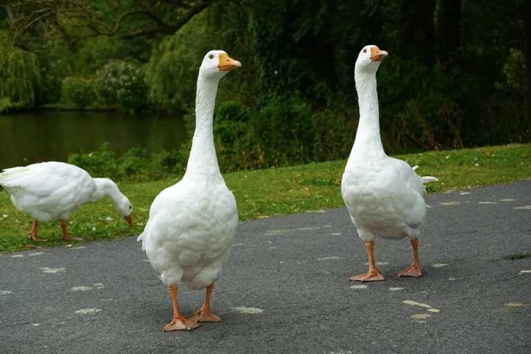 International Happy Goose Day