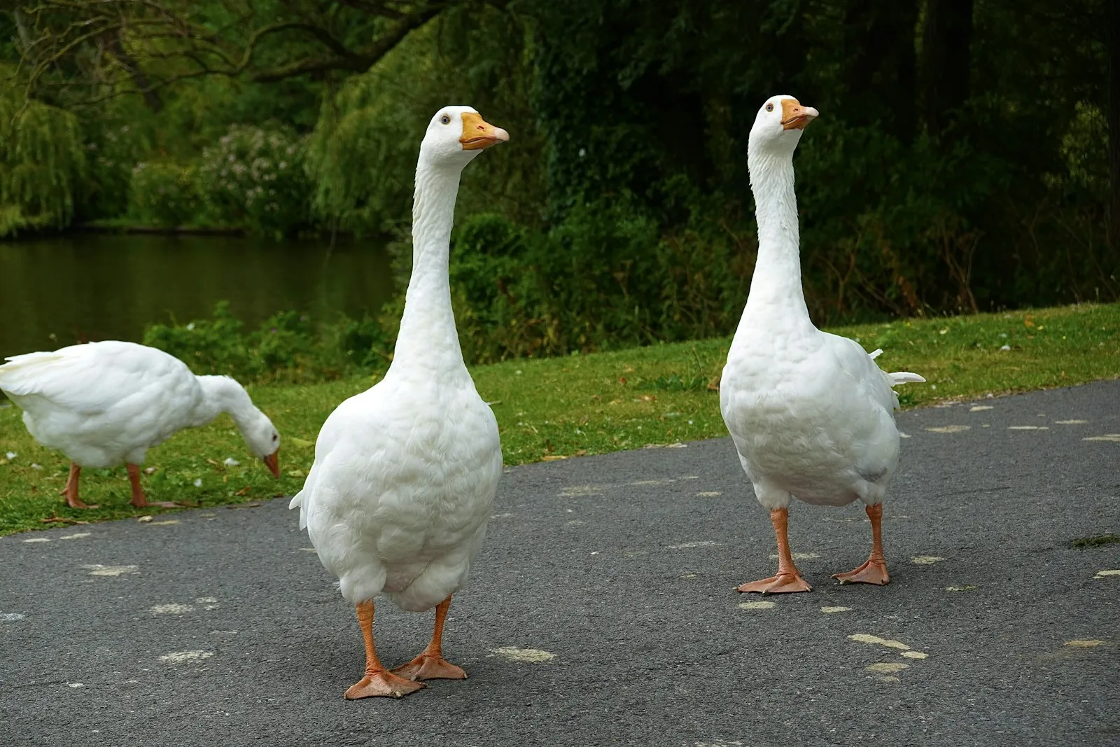 International Happy Goose Day