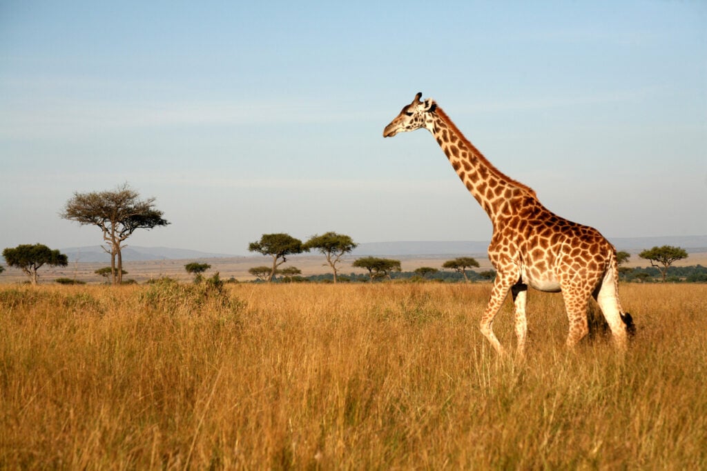 World Giraffe Day