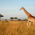 World Giraffe Day
