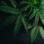 National Hemp Month
