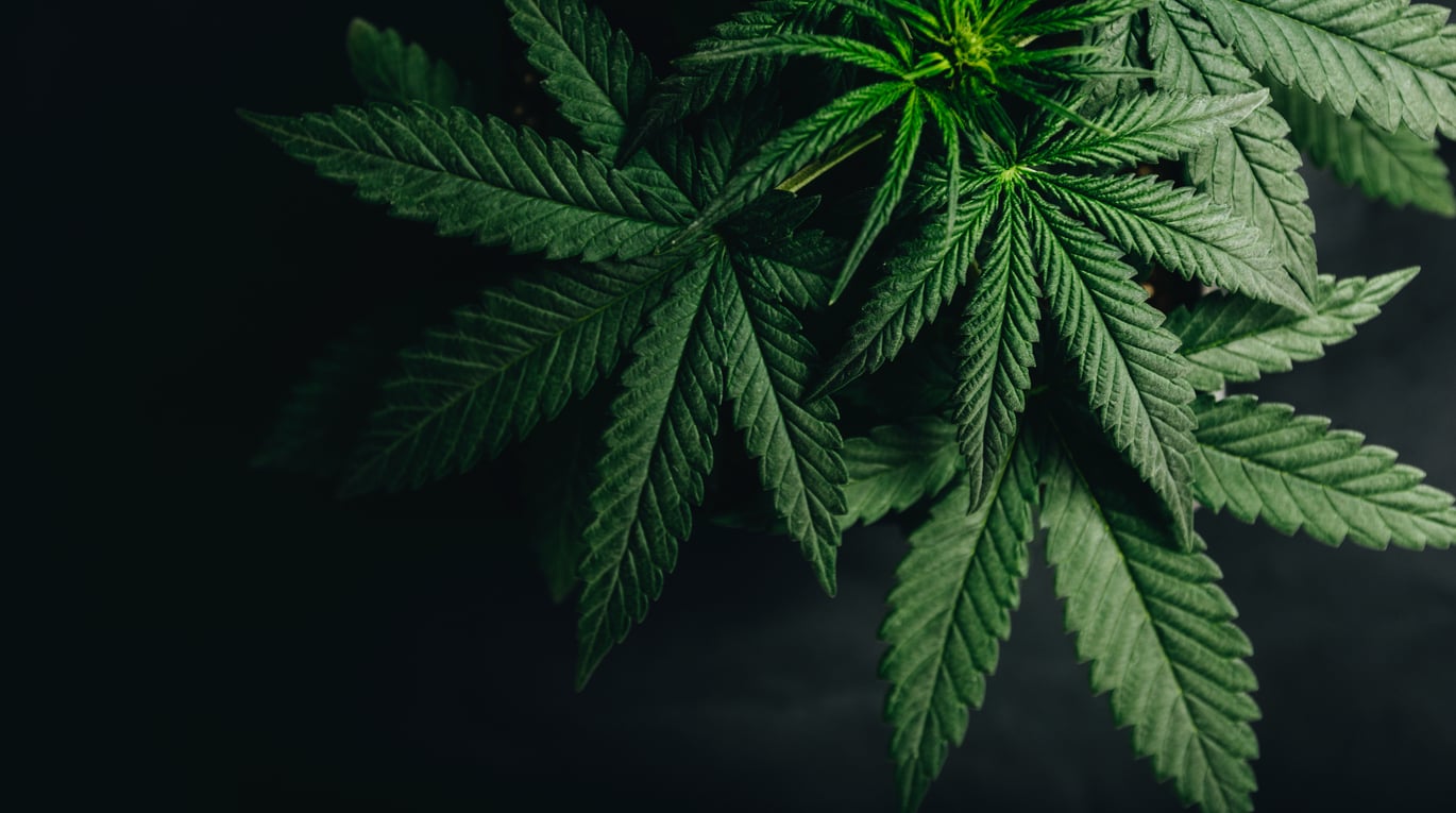 Hemp plants for National Hemp Month