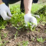 National Weed Your Garden Day