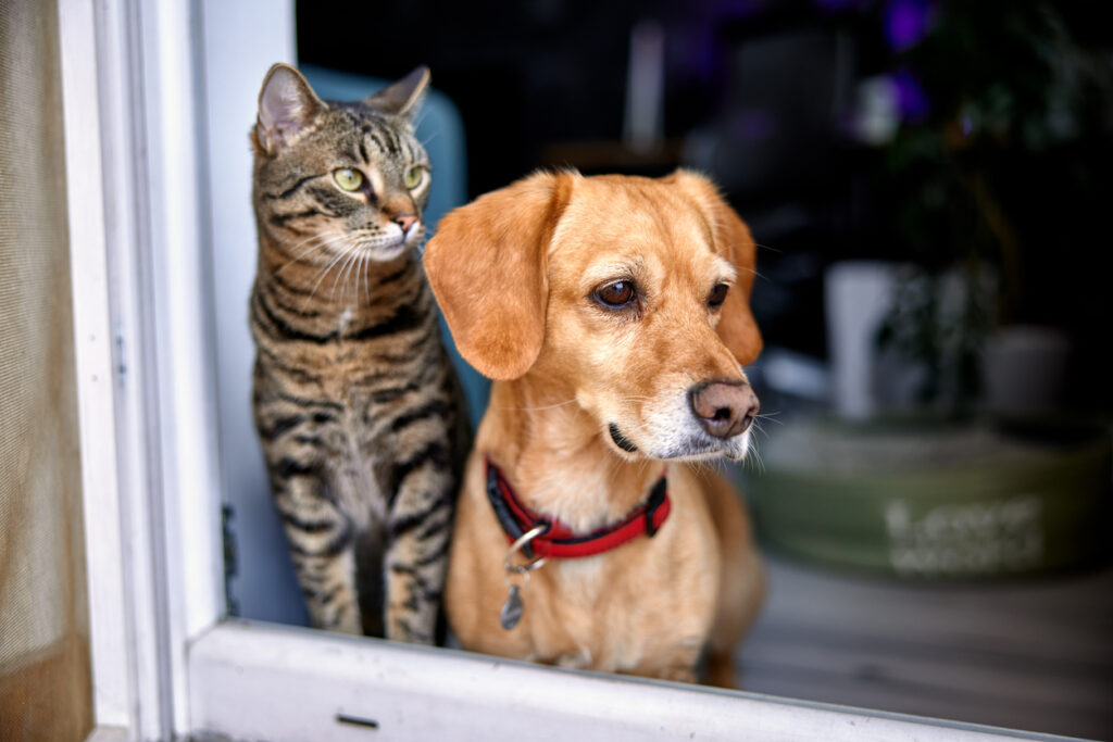 All-American Pet Photo Day