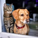 All-American Pet Photo Day