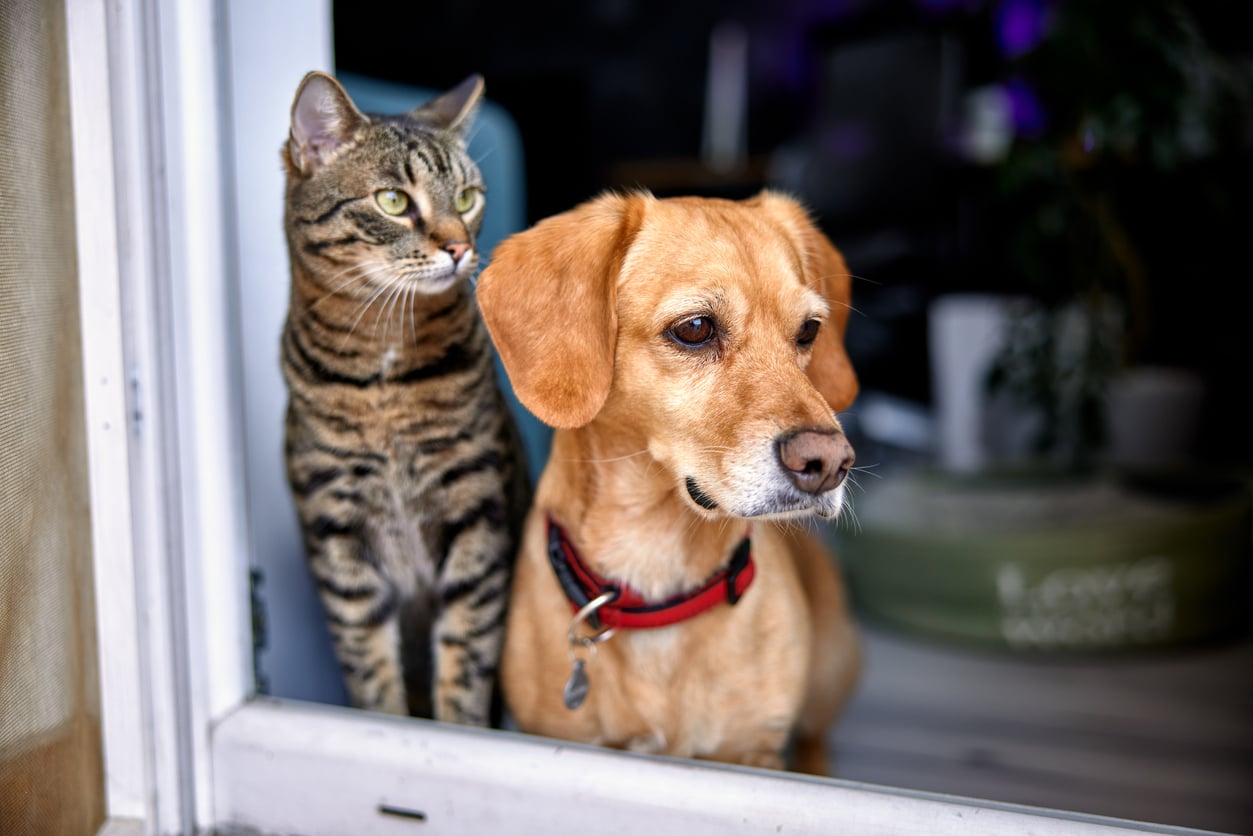 Pet portrait for All-American Pet Photo Day