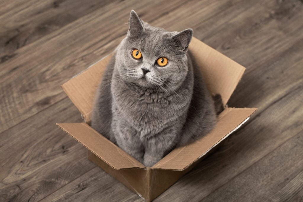 International Box Day