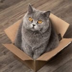 International Box Day