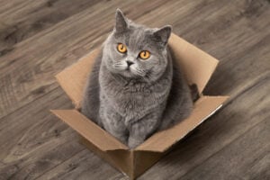 International Box Day