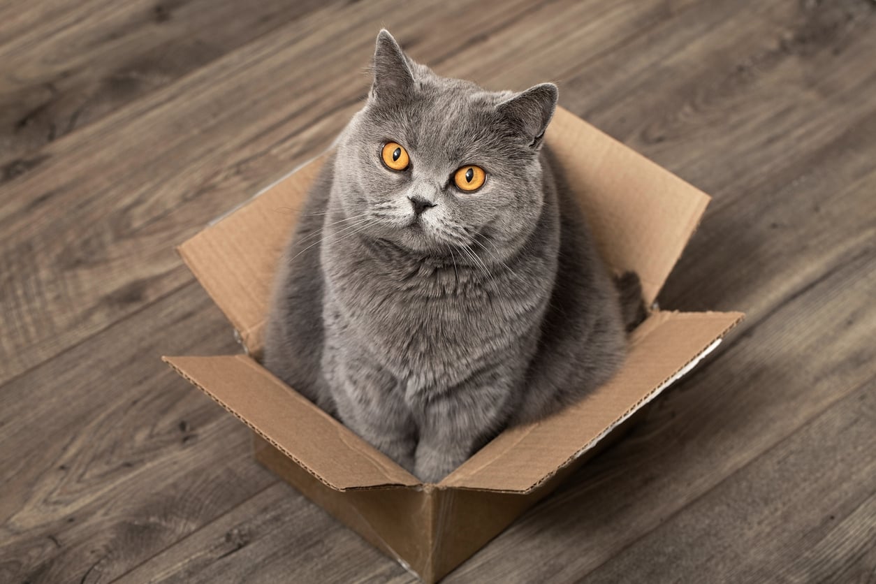 Cat sitting inside a cardboard box on International Box Day