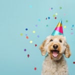 National Dog Party Day
