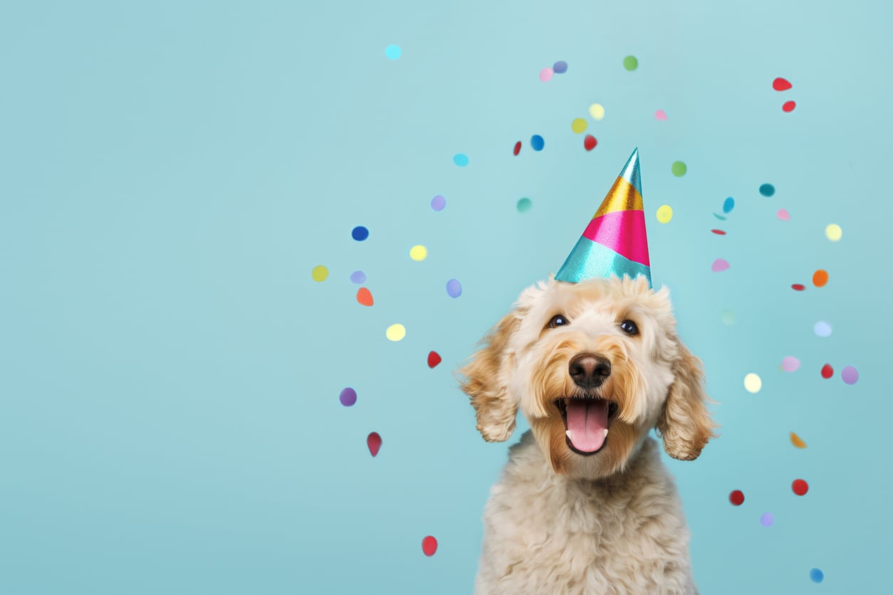 A group of happy dogs wearing party hats at a celebration