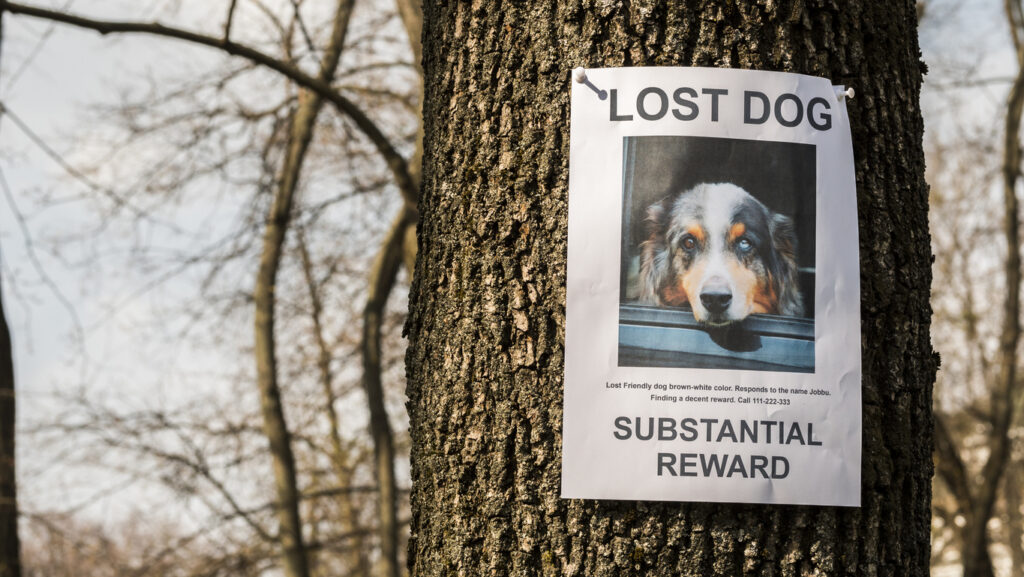 Missing Mutts Awareness Day