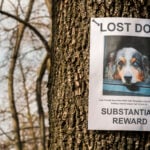 Missing Mutts Awareness Day