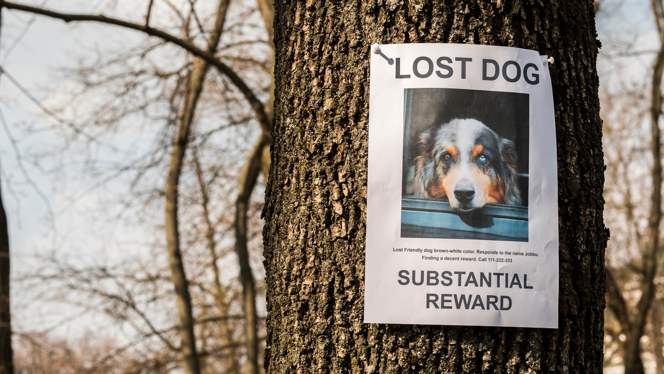 A lost dog looking out for Missing Mutts Awareness Day