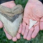 National Megalodon Day