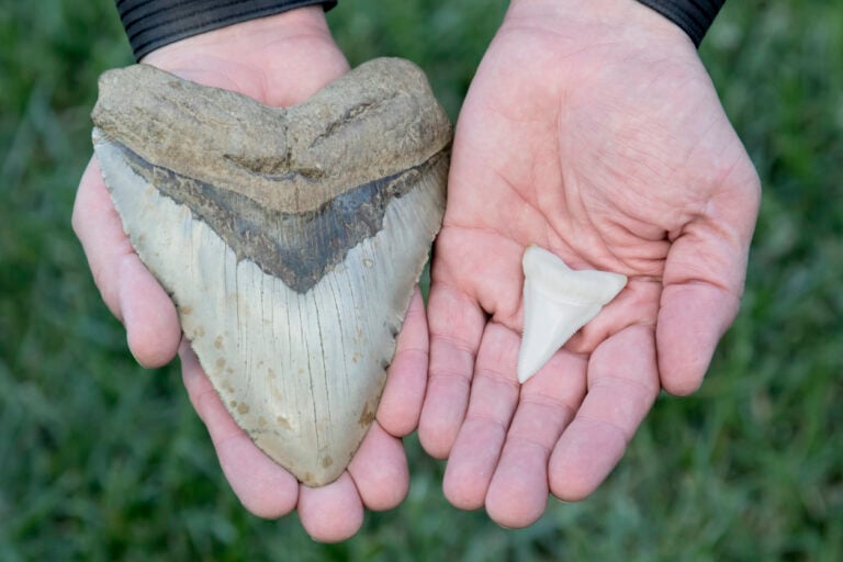 National Megalodon Day