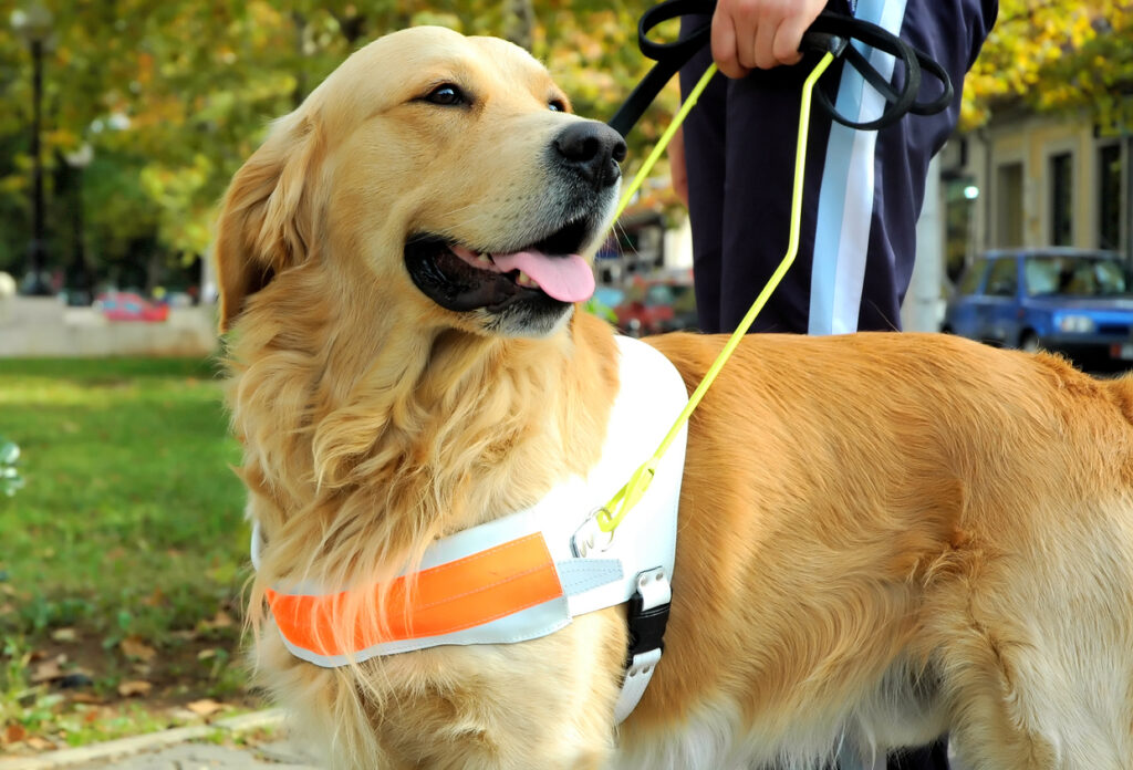 National Guide Dog Month