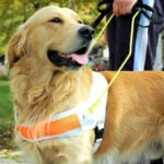 National Guide Dog Month