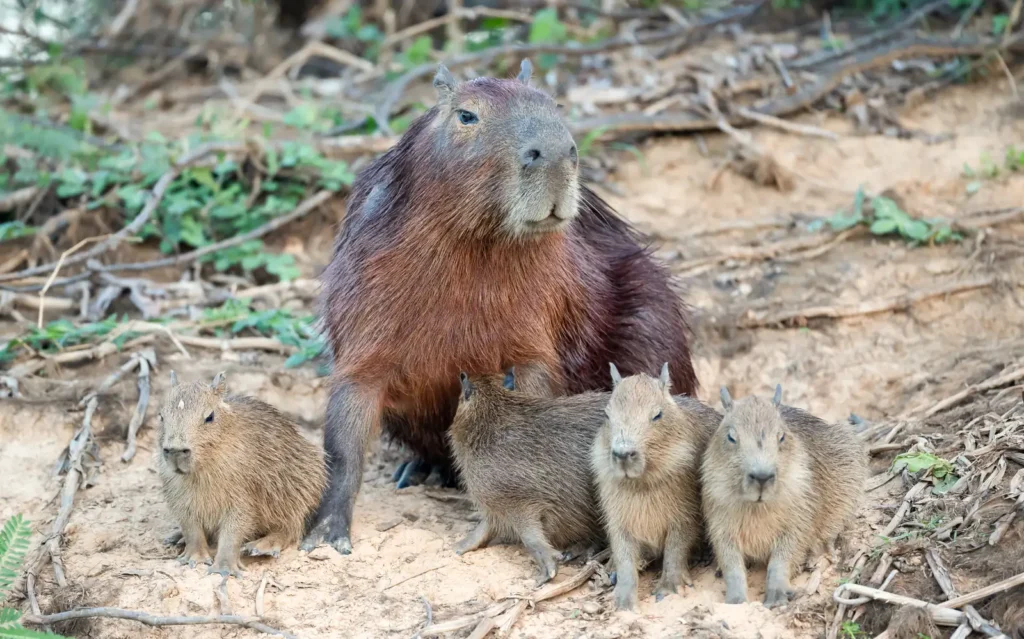 National Capybara Day