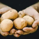 International Day of Potato 2027
