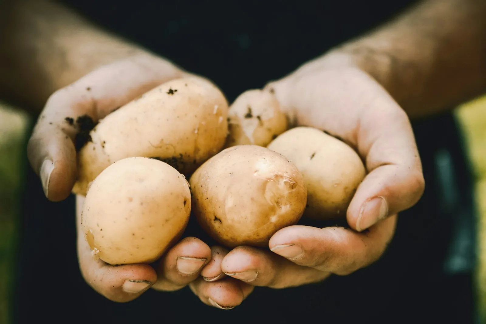 National Potato Month: hands holding freshly dug potatoes