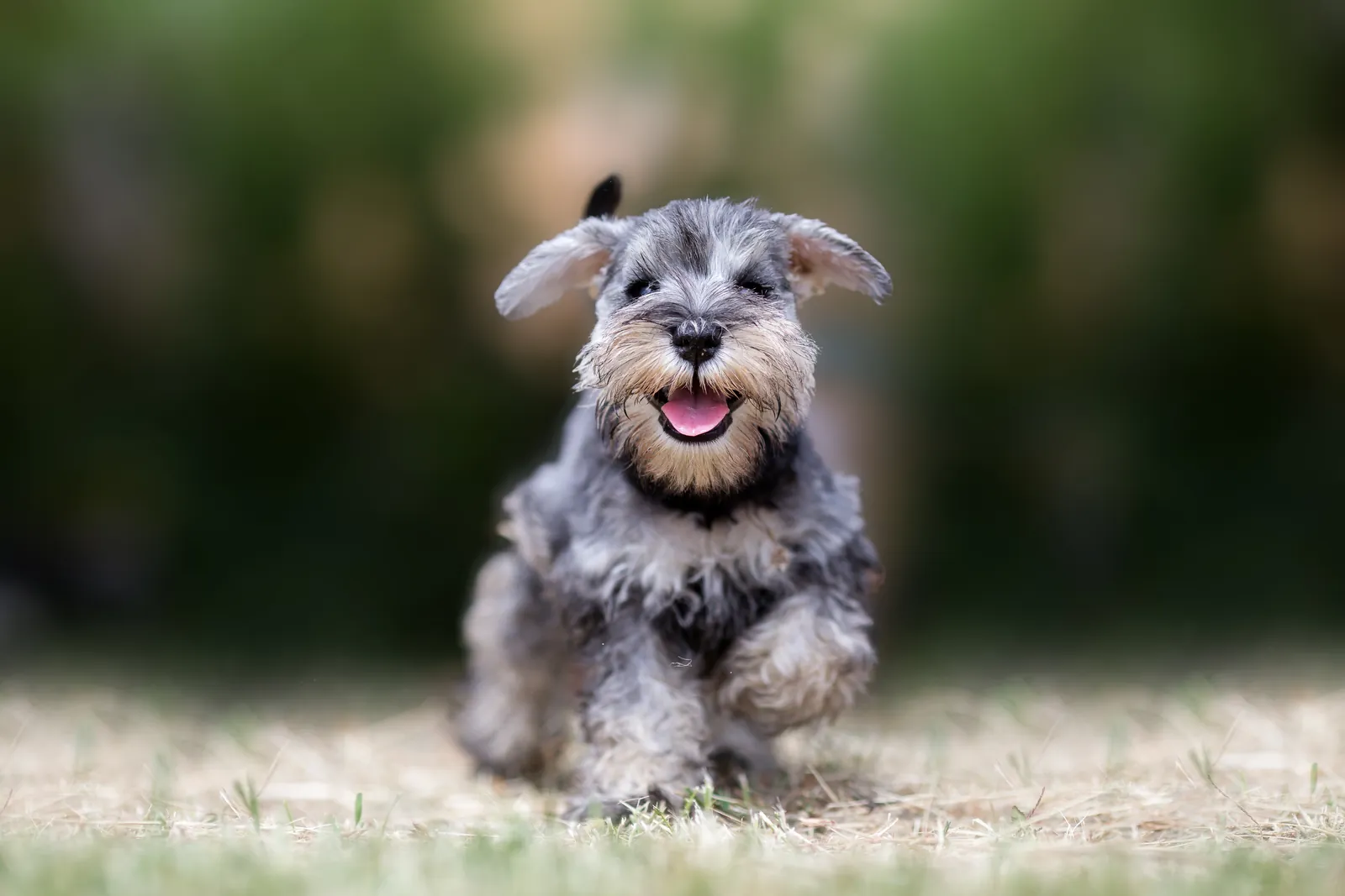 National Schnauzer Day: Miniature schnauzer running across grass
